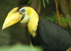 Okomu National Park in Benin City