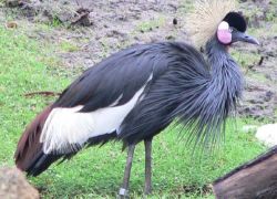 Chad Basin National Park in Mongo