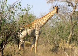 Maun Game Reserve in Maun