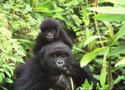 Parc National Des Volcans Rwanda in Northwestern Rwanda