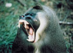 Afi Mountain Wildlife Sanctuary in Lagos State