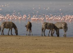 Lake Manyara National Park, Arusha - Places to visit in Arusha, Tanzania