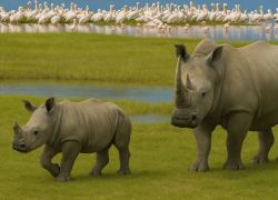 Lake Nakuru National Park, Nairobi - Mt Kilimanjaro Climbing: Marangu Route Tour - 6 Nights / 7 Days covering Nairobi - Kibondo - Arusha