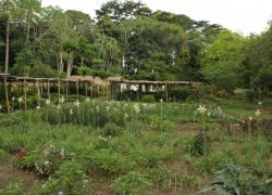 Kisantu Botanical Gardens in Kisantu