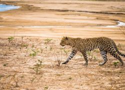 South Luangwa National Park in Lusaka