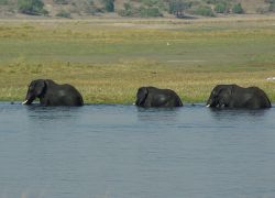 Caprivi Strip in Okavango