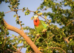 Abaco National Park in Abaco Islands