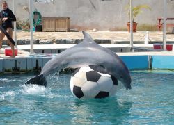 Dolphin Quest Bermuda in Hamilton Bermuda