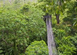 Falealupo Rainforest Preserve in Falealupo