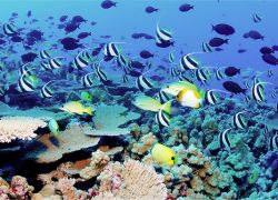 Palolo Deep Marine Reserve in Apia