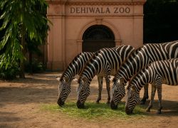 Dehiwala Zoo in Mount Lavinia