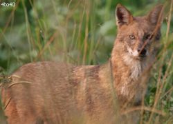 Kalatop Khajjiar Sanctuary