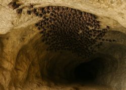 Bat Cave