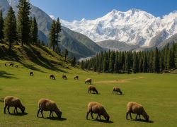Fairy Meadows, Chilas, Pakistan, Pakistan