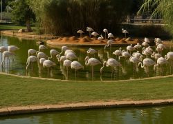 Riyadh Zoo, Riyadh, Saudi Arabia, Saudi Arabia