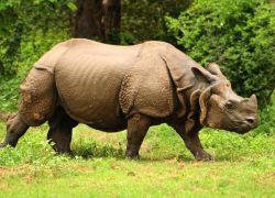Royal Manas National Park in Geylegphug