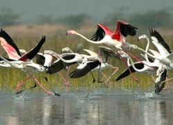 Nal Sarovar Bird Sanctuary