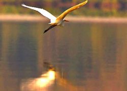 Salim Ali Bird Sanctuary