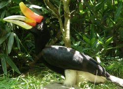 Thattekad Bird Sanctuary