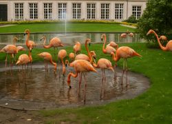 Antwerp Zoo in Antwerp