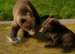 Bear Park in Bern