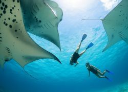 Manta Point, Magu, Maldives, Maldives