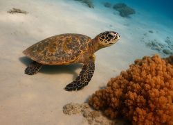 Turtle Reef, Magu, Maldives, Maldives