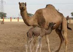 Camel Breeding Farms