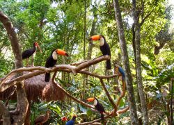 Parque das Aves, Iguassu Falls - South American Tours - the Luxurious Lifetime Exploration Package - 21 Nights / 22 Days covering Buenos Aires - Iguassu Falls - Cusco
