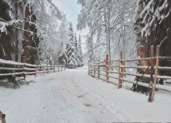 Snowmobile Safari in Rovaniemi