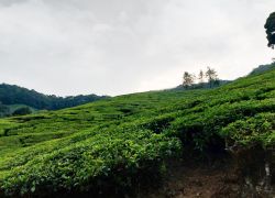 Kolukkumalai Tea Estate