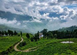 Happy Valley Tea Gardens