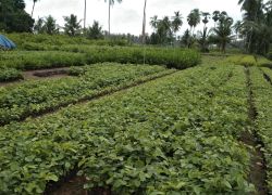 Kadiyapulanka in Rajamahendravaram
