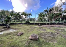 Sir Seewoosagur Ramgoolam Botanical Garden in Pamplemousses