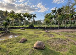 Sir Seewoosagur Ramgoolam Botanical Garden, Pamplemousses - Places to visit in Pamplemousses, Mauritius