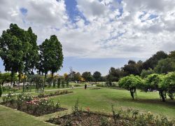 Rose Garden