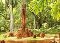 Botanical Gardens in Pondicherry