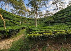 Tea Garden of Srimangal in Srimangal