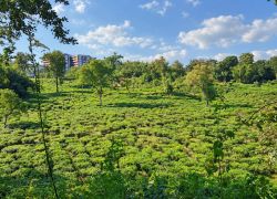 Tea Garden of Sylhet in Sylhet