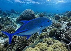 Tubbataha Reefs Natural Park, Puerto Princesa, Philippines, Philippines