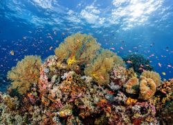 Tubbataha Reefs Natural Park, Palawan, Philippines, Philippines