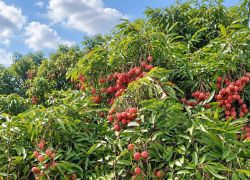 Litchi Gardens in Muzaffarpur