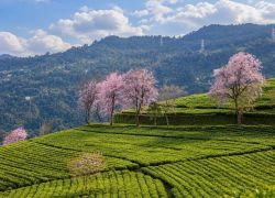 Temi Tea Garden