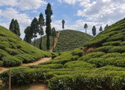 West Bengal Tour Package
