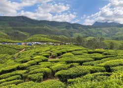 Tea Gardens