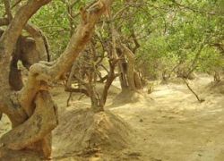 Seva Kunj and Nidhiban Vrindavan