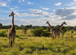 Tanzania Holiday Tour Package from India