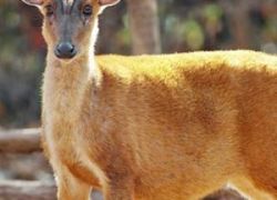 Rajaji National Park