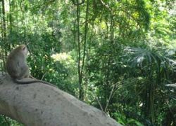 Monkey Forest Sanctuary