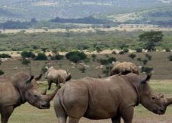 Aberdare National Park